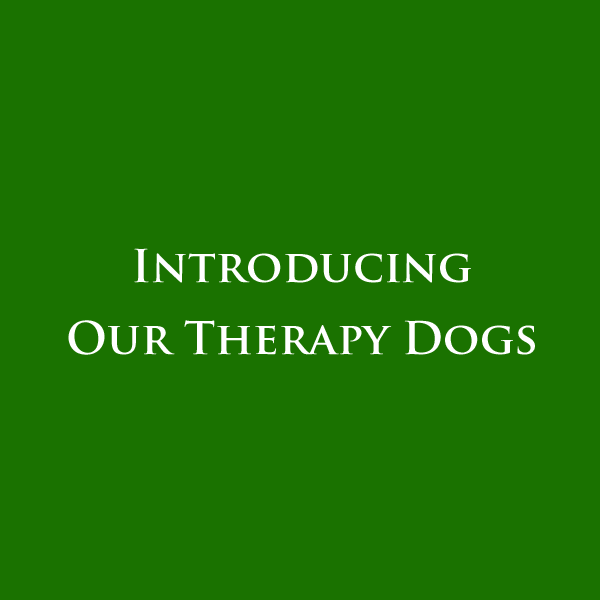 Introducing Our Therapy Dogs