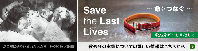 save the last lives
