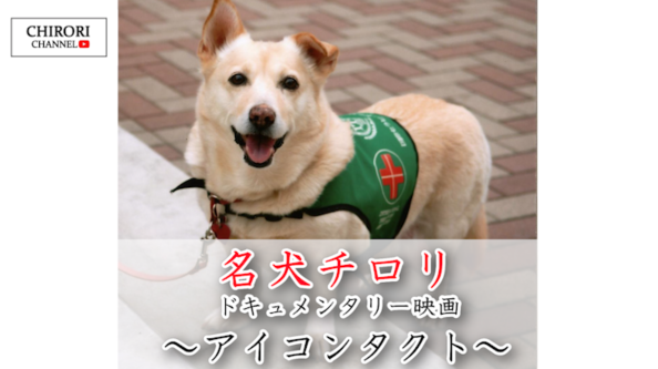 Chirori Channel 名犬チロリ アイコンタクト 一般財団法人 国際セラピードッグ協会